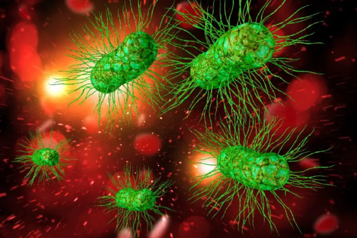 A Deadly E. coli Outbreak Hit 15 States, But the FDA Chose Not to Publicize It